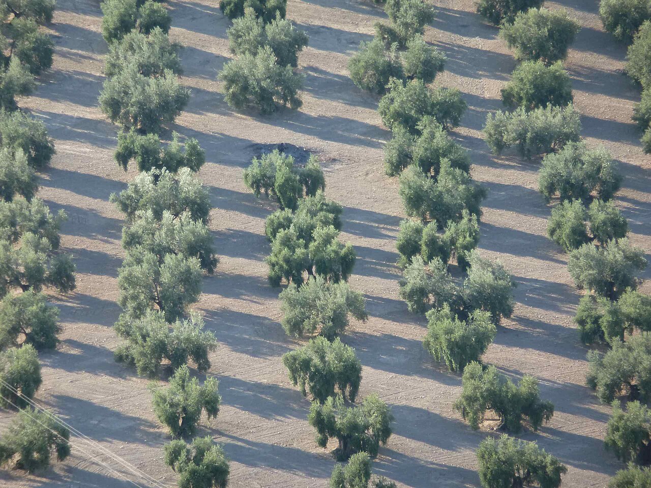 Olivares en hileras vistos desde una altura en Andalucía